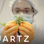 The biggest cannabis company in the world
