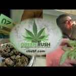 Green Rush in the Golden State: Marijuana Remakes California Economy