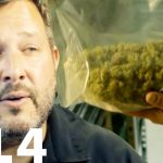 Running A Marijuana Farming Business | The Highs And Lows Of The Weed Business