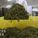 What It’s Like Inside A Canadian Marijuana Greenhouse
